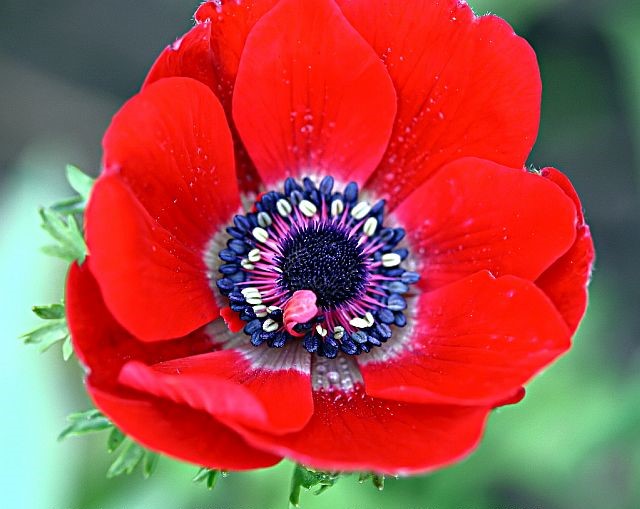 Anemone (Windflower)